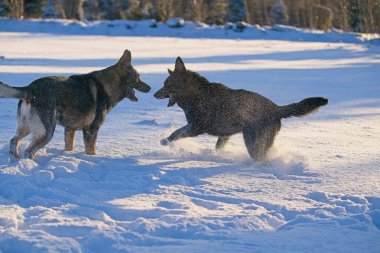 Güzel DDR Alman çoban köpekleri Noel 'den hemen önce, güneşli bir kış gününde İsveç' in Skaraborg kentindeki bir çiftlikte peri masalı gibi karlı bir arazide oynuyorlar..