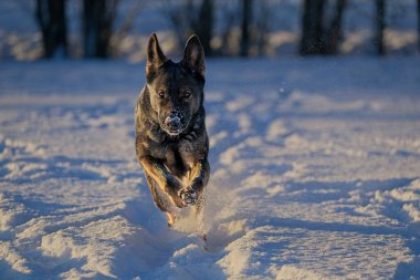 Güzel DDR Alman çoban köpekleri Noel 'den hemen önce, güneşli bir kış gününde İsveç' in Skaraborg kentindeki bir çiftlikte peri masalı gibi karlı bir arazide oynuyorlar..