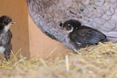 Pofuduk civcivler ve tavuk kümesindeki piliçler güneşli bir bahar gününde İsveç 'te Skaraborg' da bir çiftlikte