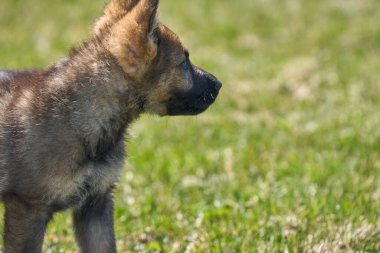 Skaraborg İsveç 'te güneşli bir yaz gününde çayırda oynayan güzel Alman çoban köpeği yavrusu.