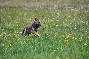 Skaraborg İsveç 'te güneşli bir yaz gününde çayırda oynayan güzel Alman çoban köpeği yavrusu.