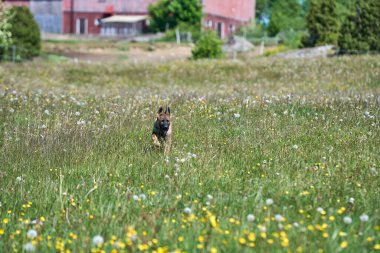 Skaraborg İsveç 'te güneşli bir yaz gününde çayırda oynayan güzel Alman çoban köpeği yavrusu.