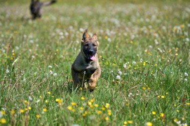 Skaraborg İsveç 'te güneşli bir yaz gününde çayırda oynayan güzel Alman çoban köpeği yavrusu.