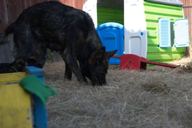 Güzel gri Alman çoban köpeği ve yavruları Mayıs ayının sıcak ve güneşli bir bahar gününde İsveç 'in Skaraborg kasabasında bir çiftlikte koşuyorlar.