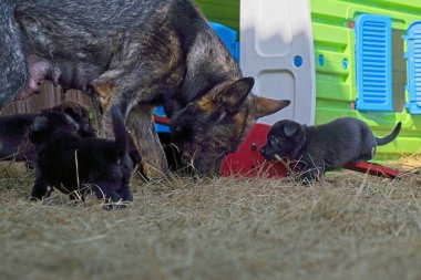 Güzel gri Alman çoban köpeği ve yavruları Mayıs ayının sıcak ve güneşli bir bahar gününde İsveç 'in Skaraborg kasabasında bir çiftlikte koşuyorlar.
