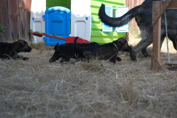 Güzel gri Alman çoban köpeği ve yavruları Mayıs ayının sıcak ve güneşli bir bahar gününde İsveç 'in Skaraborg kasabasında bir çiftlikte koşuyorlar.