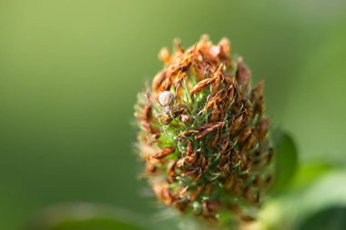 Güneşli bir bahar gününde İsveç 'in Skaraborg şehrindeki bir bahçeden gelen izlenimler