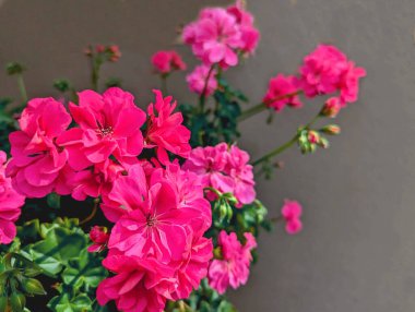 Bahçedeki güzel pembe çiçekler