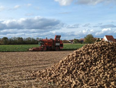 Fransa. Strasbourg - 22 Kasım 2023 Traktör pancar tarlası hasat ediyor.