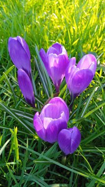 İlkbaharda yeşil çimlerde leylak çiçekleri