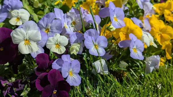 Renkli nonoşlarla dolu canlı bir bahçe doğanın güzelliğini gözler önüne seriyor. Renkler dizisi, bahar ve uyum temaları için mükemmel bir çiçek dekoru oluşturuyor..