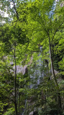 Bereketli Orman Şelalesi Sahnesi Yeşillik ve Yükselen Ağaçların Arasında Huzur Şelalesi