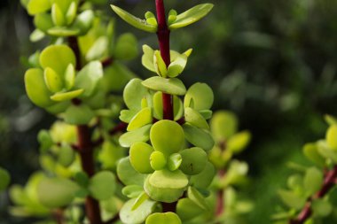 Güzel yaprakların yakın çekimi 