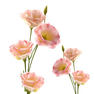 Arka planda Eustoma çiçekleri.