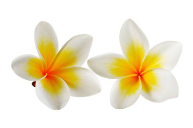 Beyaz arkaplanda izole Frangipani çiçeği