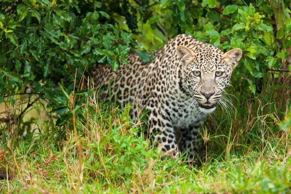 Leopardo Que Emerge Maleza —  Fotos de Stock