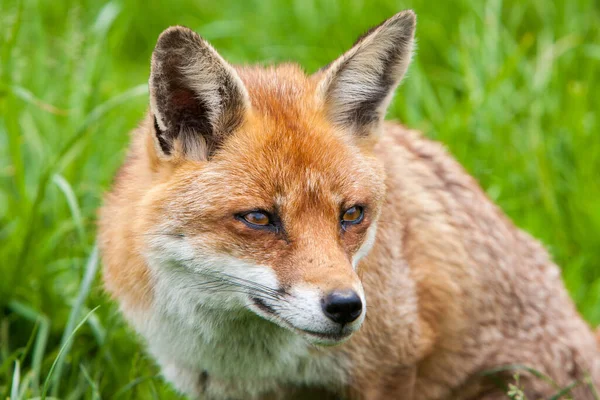 Red Fox looking alert