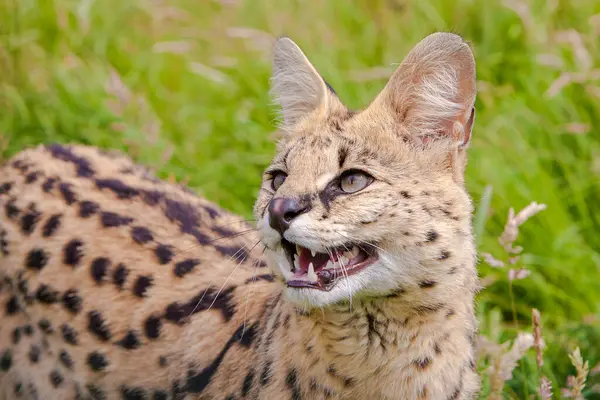 Serval Cat Hierba —  Fotos de Stock