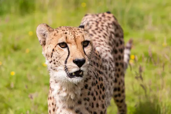 Cheetah Caminando Hierba Primer Plano —  Fotos de Stock