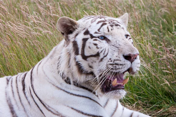 White tiger laying down in long grass