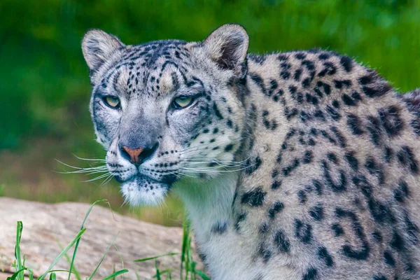 Leopardo Nieve Descansando Cerca Tronco —  Fotos de Stock
