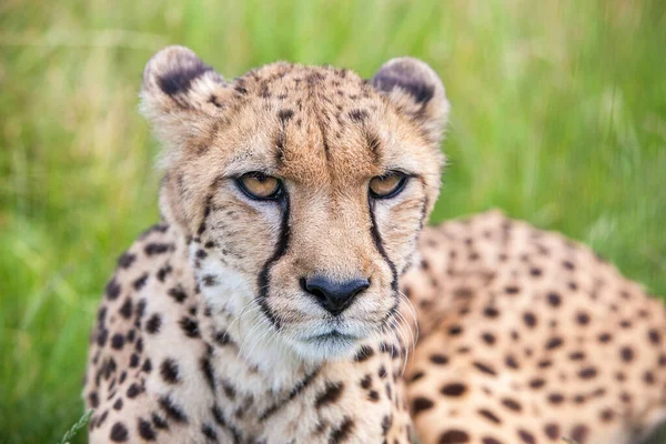 Cheetah Descansando Primer Plano Retrato —  Fotos de Stock