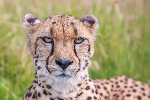 Cheetah Descansando Primer Plano Retrato —  Fotos de Stock