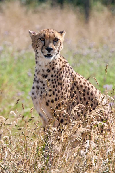Cheetah Sentado Hierba Larga Mirando —  Fotos de Stock