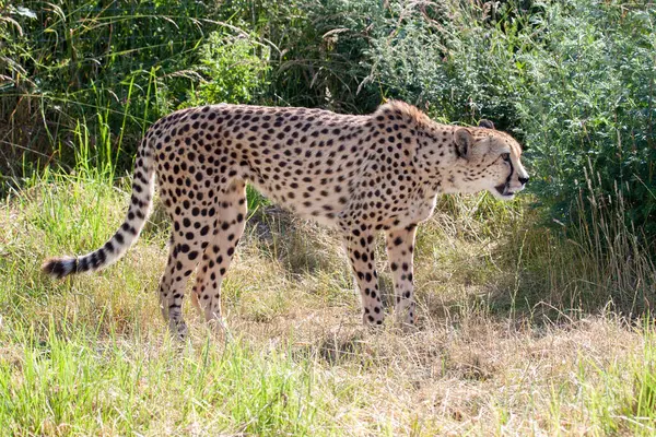 Cheetah Postura Acecho —  Fotos de Stock