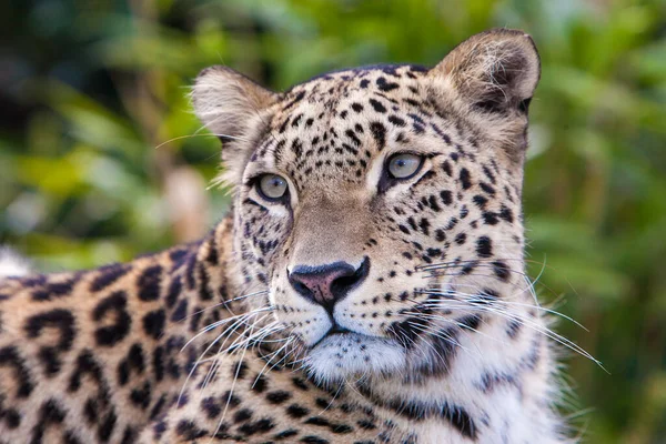 Retrato Primer Plano Amur Leopard —  Fotos de Stock
