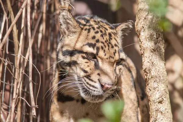Clouded Leopard looking down from tree
