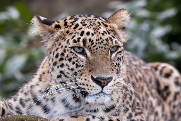Retrato Primer Plano Amur Leopard —  Fotos de Stock