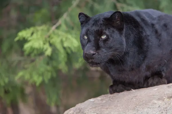 Black Panther resting on boulder