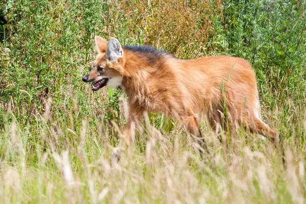 Red Maned Wolf walking through long grass