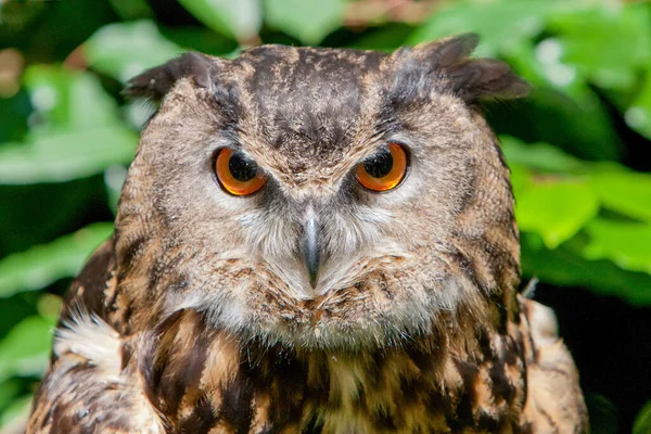 Eagle Owl close-up of face