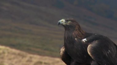 İskoçya İskoçya 'daki Altın Kartal' a yakın çekim