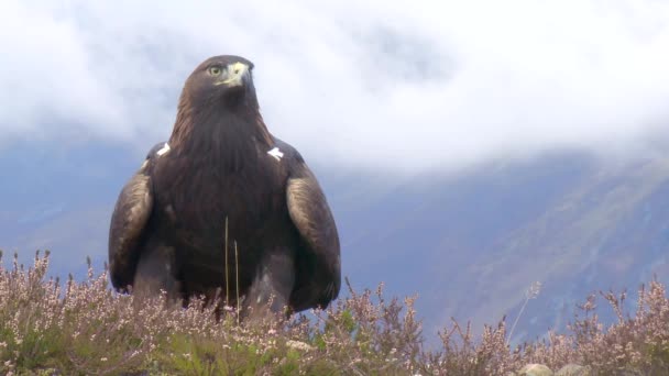 Vulturul Aur Sus Munți Deasupra Norilor — Videoclip de stoc