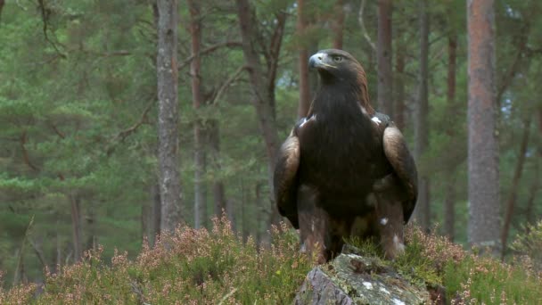スコットランドのカレドニアの森で休むゴールデンイーグル — ストック動画