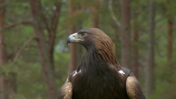 Águila Dorada Bosque Primer Plano — Vídeo de stock