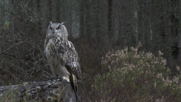 Eagle Owl Perchedon Fallen Tree Woodland — Stock Video