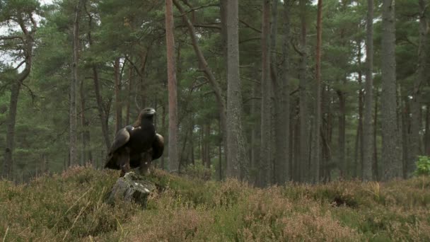 Vulturul Aur Pădure — Videoclip de stoc