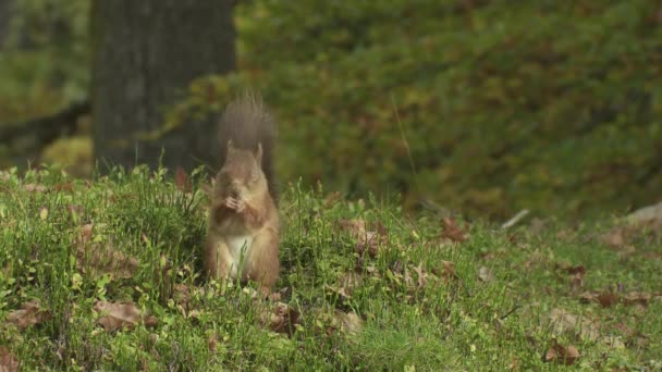 Rotes Eichhörnchen Frisst Auf Dem Boden — Stockvideo