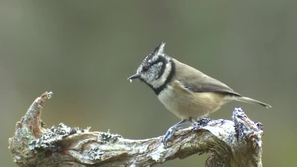 Crested Tit Branch Caledonian Forest Scotland — Stock video