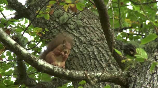 Ung Röd Ekorre Ett Träd Som Äter Nötter Caledonian Forest — Stockvideo