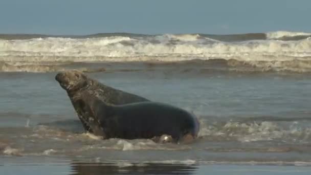 Erkek Dişi Gri Foklar Kuzey Denizinde Bir Kumsalda — Stok video