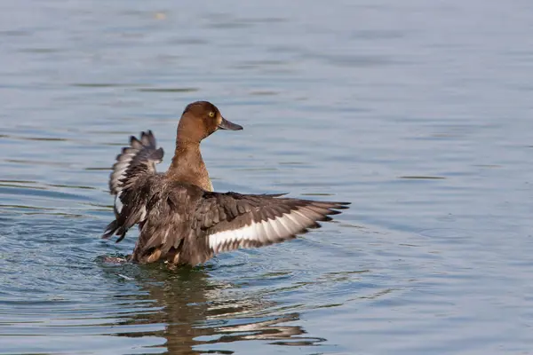 Gadwall Duck flapping wings