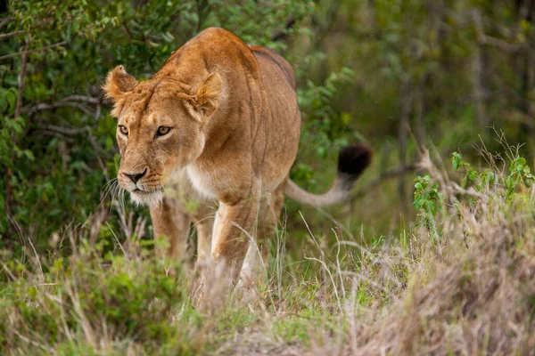 Caza Leonas Masai Mara Keny África —  Fotos de Stock