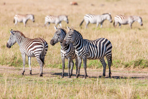 Herd of Zebras. Masai Mara, Kenya, Africa