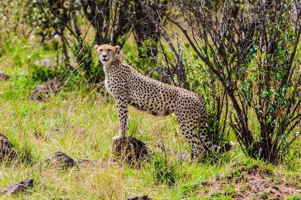 Cheetah Usando Montículo Para Vigilar —  Fotos de Stock