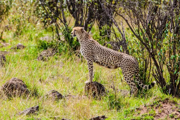 Cheetah Usando Montículo Para Vigilar —  Fotos de Stock